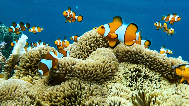 View of clownfish swimming among sea anemones in a vibrant coral reef in the clear blue waters of Karimunjawa Central Java Indonesia.