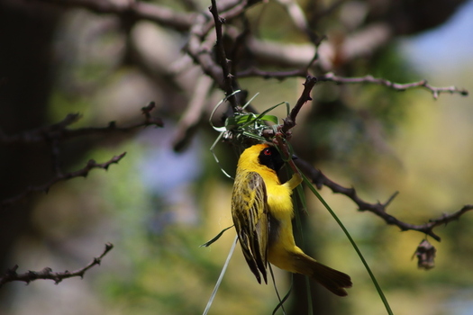 View of a Southern Masked Weaver bird weaving grass to build its nest on a branch at Finfoot Lake Reserve in Bojating North West South Africa.