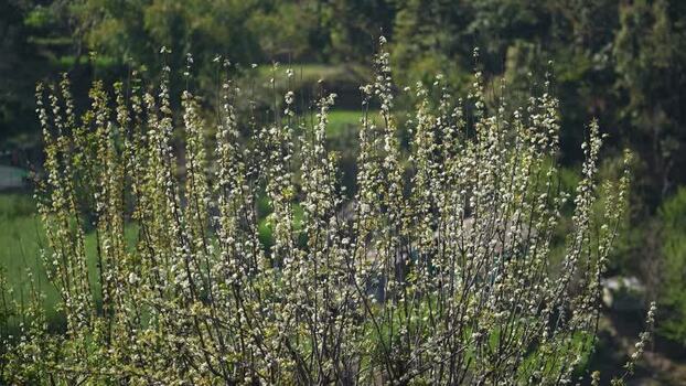 View of white blossoms on a bush in the hills Nepal.