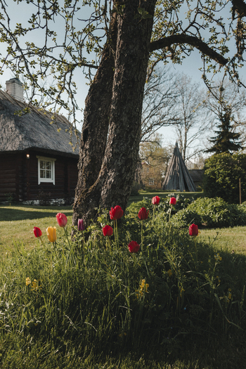 Laane County Estonia 19 May 2025 View of Vormsi featuring a traditional wooden house with a thatched roof vibrant tulips in the foreground and a rustic structure.