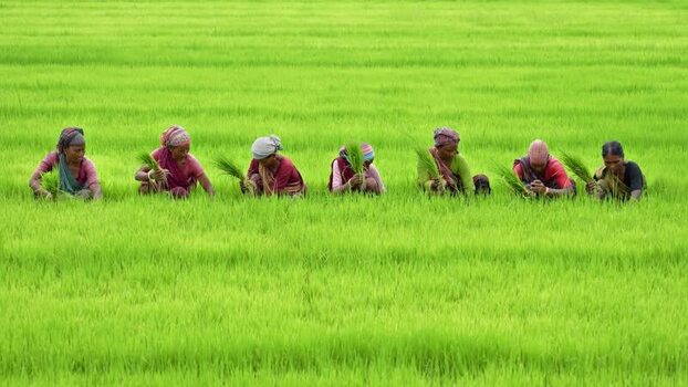 View of women planting rice in a lush green field Bangladesh. View of women planting rice in a lush green field Bangladesh.