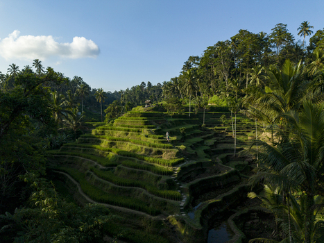 Aerial view of Tegallalang Rice Terrace with lush green terraced paddies palm trees and tropical foliage in Kecamatan Tegallalang Bali Indonesia. Aerial view of Tegallalang Rice Terrace with lush green terraced paddies palm trees and tropical foliage in Kecamatan Tegallalang Bali Indonesia.