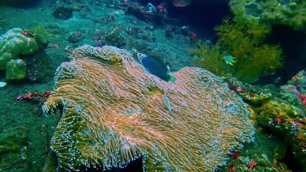 View of sea anemone and fish in the coral reef Indonesia.