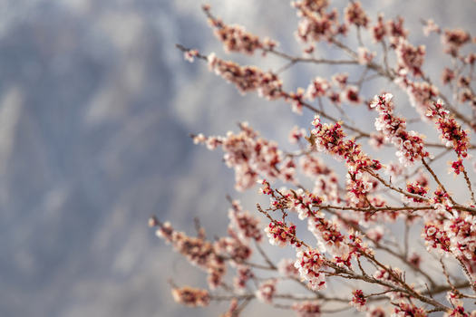 View of blooming cherry blossom branches with delicate pink flowers against a blurred mountain backdrop during spring in Hunza Nagar Gilgit Pakistan. View of blooming cherry blossom branches with delicate pink flowers against a blurred mountain backdrop during spring in Hunza Nagar Gilgit Pakistan.