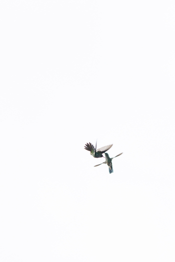 View of two hummingbirds in flight against a bright sky in Antioquia Colombia.