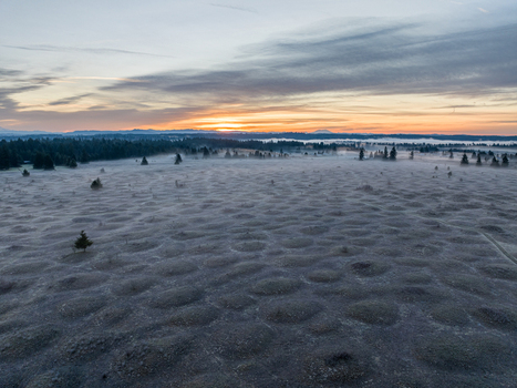 Aerial view of the unique geological formations at Mima Mounds Natural Area Preserve under a misty sunrise in Olympia Washington United States.