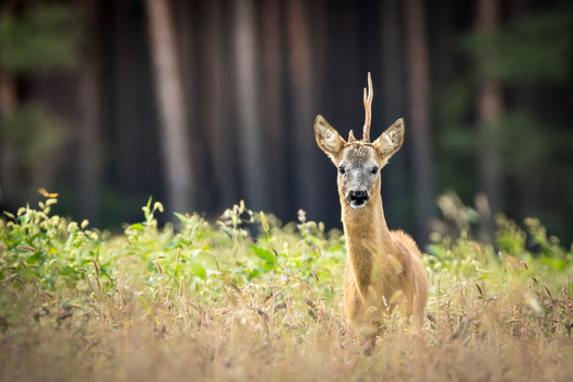 View of a roe deer buck standing in a grassy meadow with a blurred forest background in Debrzno Pomeranian Voivodeship Poland.
