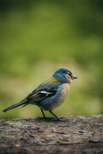 View of a vibrant blue and orange chaffinch perched confidently on a textured stone against a soft blurred green backdrop Azores Azores Portugal. View of a vibrant blue and orange chaffinch perched confidently on a textured stone against a soft blurred green backdrop Azores Azores Portugal.