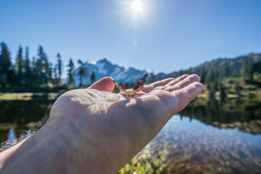 View of a butterfly resting on a hand with Mount Baker in the background near a lake in Whatcom County Washington United States. View of a butterfly resting on a hand with Mount Baker in the background near a lake in Whatcom County Washington United States.