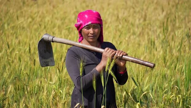 View of a woman holding a hoe in a wheat field Nepal.