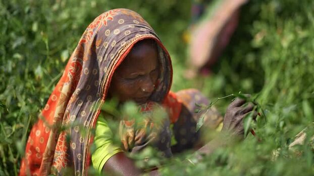 View of a woman harvesting crops in a lush green field Bangladesh. View of a woman harvesting crops in a lush green field Bangladesh.