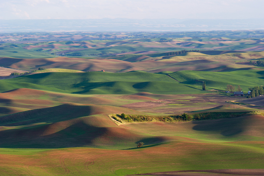 View of the rolling hills of the Palouse region with vibrant green and brown agricultural fields under soft light in Whitman County Washington United States.