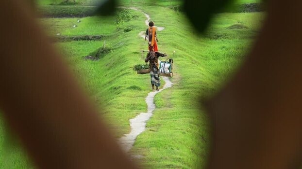 View of a farmer walking through green rice fields Bangladesh.