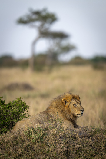 View of a male lion resting in the savanna with dry grass and a tree in the background in Kenya.