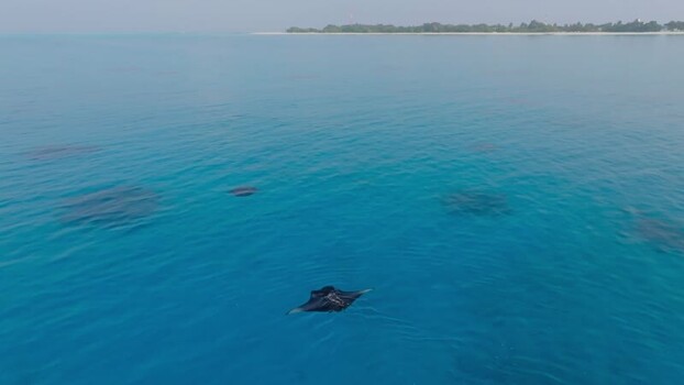 Aerial view of stingrays in turquoise water Maldives. Aerial view of stingrays in turquoise water Maldives.