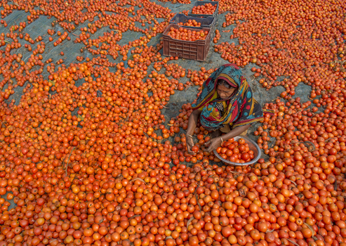 Bogura Bangladesh 02 March 2018 View of a woman in a traditional sari sorting fresh red tomatoes spread across the ground in a local market. Bogura Bangladesh 02 March 2018 View of a woman in a traditional sari sorting fresh red tomatoes spread across the ground in a local market.