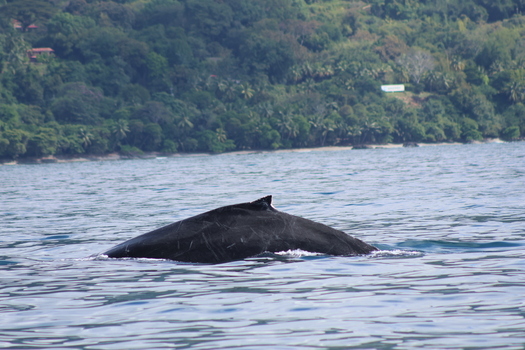 View of a majestic humpback whale breaching the surface of the tranquil deep blue ocean against a backdrop of lush green mountains Quepos Puntarenas Province Costa Rica.