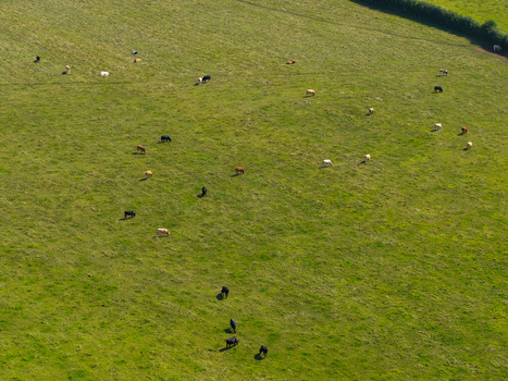 Aerial view of a green pasture with cows grazing in Lisburn Northern Ireland United Kingdom. Aerial view of a green pasture with cows grazing in Lisburn Northern Ireland United Kingdom.