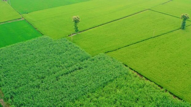 Aerial view of lush green agricultural fields in Patna India.