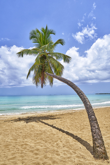 View of a leaning palm tree on a sandy beach with turquoise ocean waves and a blue sky with white clouds in Santo Domingo Distrito Nacional Dominican Republic. View of a leaning palm tree on a sandy beach with turquoise ocean waves and a blue sky with white clouds in Santo Domingo Distrito Nacional Dominican Republic.