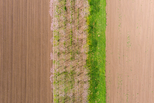 Aerial view of a row of flowering trees separating cultivated agricultural fields in Bulgaria. Aerial view of a row of flowering trees separating cultivated agricultural fields in Bulgaria.