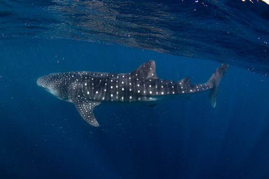View of a whale shark swimming through the deep blue waters of the Ningaloo Reef near Exmouth Western Australia Australia. View of a whale shark swimming through the deep blue waters of the Ningaloo Reef near Exmouth Western Australia Australia.