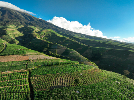 Aerial view of a lush tobacco plantation with terraced fields on the slopes of a mountain under a clear blue sky in Temanggung Central Java Indonesia. Aerial view of a lush tobacco plantation with terraced fields on the slopes of a mountain under a clear blue sky in Temanggung Central Java Indonesia.