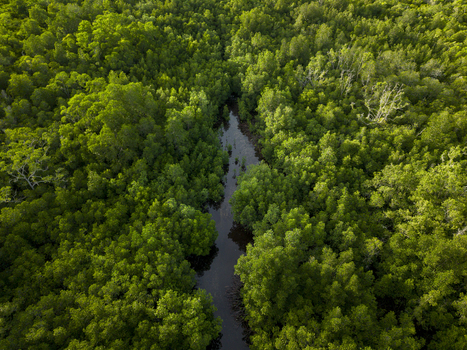 Aerial view of a dark waterway snaking through the vibrant green canopy of the Karimunjawa Mangrove Forest Karimunjawa Central Java Indonesia.