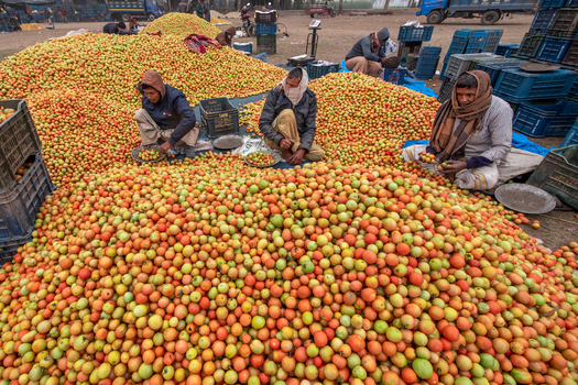 Bogura Bangladesh 05 January 2023 View of workers sorting large piles of fresh tomatoes at a wholesale market with plastic crates and trucks in the background. Bogura Bangladesh 05 January 2023 View of workers sorting large piles of fresh tomatoes at a wholesale market with plastic crates and trucks in the background.