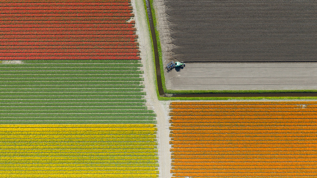Aerial view of colorful tulip fields in bloom with a tractor working on a dark soil plot and a narrow irrigation ditch Heiloo North Holland Netherlands. Aerial view of colorful tulip fields in bloom with a tractor working on a dark soil plot and a narrow irrigation ditch Heiloo North Holland Netherlands.