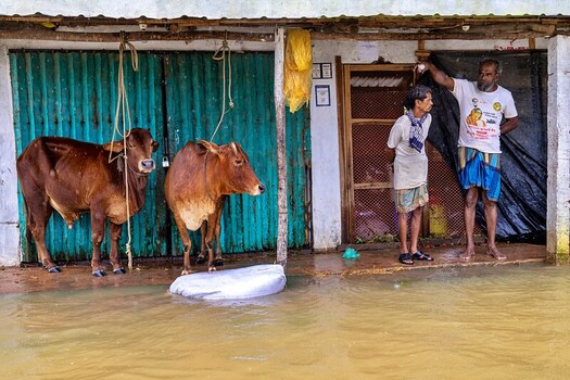 Banshkhali Upazila Chittagong Division Bangladesh 10 July 2026 View of two brown cows tied to a green door and two men standing in floodwaters outside a building. Banshkhali Upazila Chittagong Division Bangladesh 10 July 2026 View of two brown cows tied to a green door and two men standing in floodwaters outside a building.
