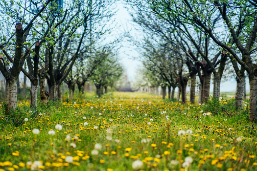 View of a vibrant meadow bursting with yellow wildflowers and fluffy dandelions framed by rows of blossoming trees in springtime Sremska Mitrovica Vojvodina Serbia. View of a vibrant meadow bursting with yellow wildflowers and fluffy dandelions framed by rows of blossoming trees in springtime Sremska Mitrovica Vojvodina Serbia.