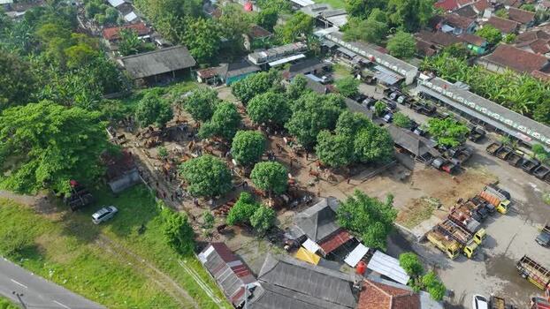 Aerial view of Animal Market Prambanan with cattle Indonesia. Aerial view of Animal Market Prambanan with cattle Indonesia.
