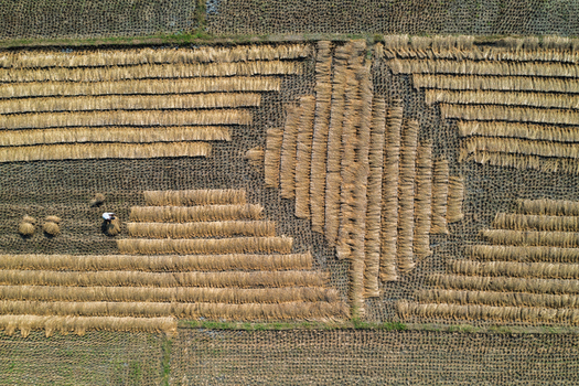 Aerial view of a farmer harvesting rice in a field with geometric patterns formed by cut stalks in Panchagarh Rangpur Division Bangladesh. Aerial view of a farmer harvesting rice in a field with geometric patterns formed by cut stalks in Panchagarh Rangpur Division Bangladesh.