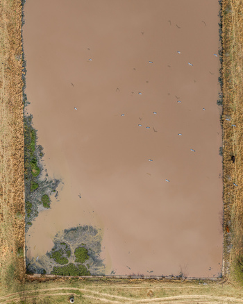 Aerial view of wastewater treatment pond with brown water and birds flying over the surface surrounded by dry vegetation and industrial infrastructure in Pretoria Gauteng South Africa. Aerial view of wastewater treatment pond with brown water and birds flying over the surface surrounded by dry vegetation and industrial infrastructure in Pretoria Gauteng South Africa.