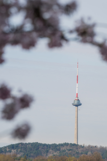 View of the Vilnius TV Tower rising above a forested hill framed by blurred cherry blossoms under a clear sky in Vilnius Vilnius County Lithuania. View of the Vilnius TV Tower rising above a forested hill framed by blurred cherry blossoms under a clear sky in Vilnius Vilnius County Lithuania.