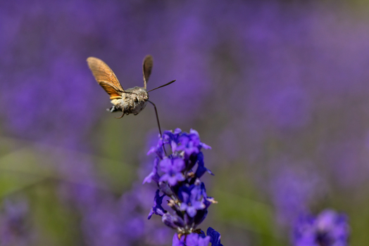 View of a hummingbird hawk moth hovering and feeding on a purple lavender flower with a blurred floral background in Wittenheim Grand Est France.