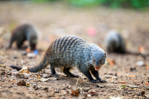 View of a group of banded mongooses foraging on the ground among dry leaves in Kruger National Park Skukuza Mpumalanga South Africa. View of a group of banded mongooses foraging on the ground among dry leaves in Kruger National Park Skukuza Mpumalanga South Africa.
