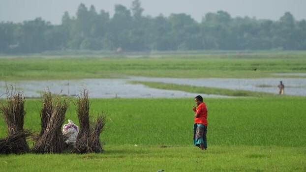 View of a man in a green field with harvested crops Bangladesh.