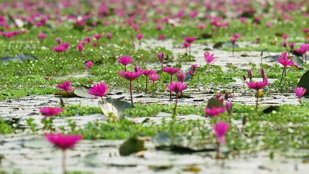 View of pink water lilies blooming in a wetland Bangladesh. View of pink water lilies blooming in a wetland Bangladesh.