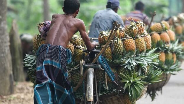 View of men transporting pineapples on bicycles in Madhupur Bangladesh. View of men transporting pineapples on bicycles in Madhupur Bangladesh.