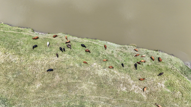 Aerial view of a herd of cattle grazing on a lush green riverbank beside murky water in Bloemfontein Free State South Africa. Aerial view of a herd of cattle grazing on a lush green riverbank beside murky water in Bloemfontein Free State South Africa.