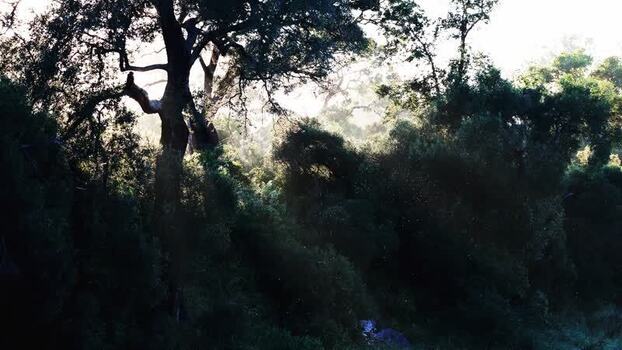 View of lush trees in Kruger National Park South Africa.