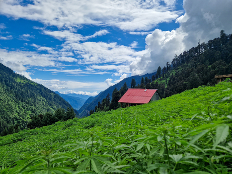 View of a small house with a red roof nestled in a lush green field in the mountains of Malana Himachal Pradesh India.