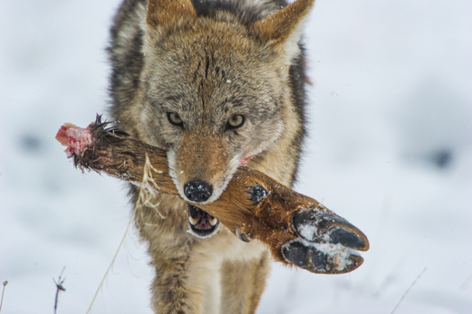 View of a coyote walking through deep snow while carrying a deer leg in its mouth in Yellowstone National Park United States.