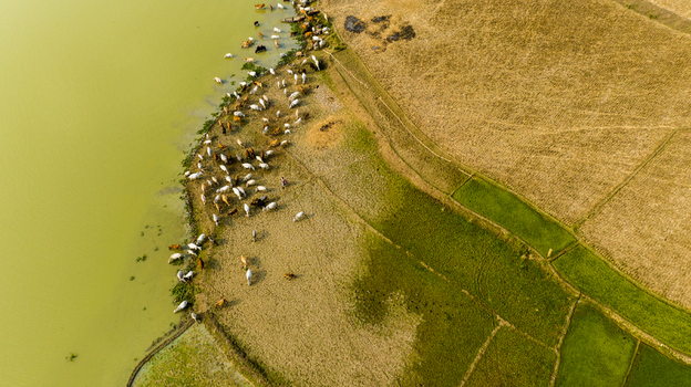 Aerial view of a herd of cattle grazing along the riverbank near green agricultural fields in Chapai Nawabganj Rajshahi Division Bangladesh.