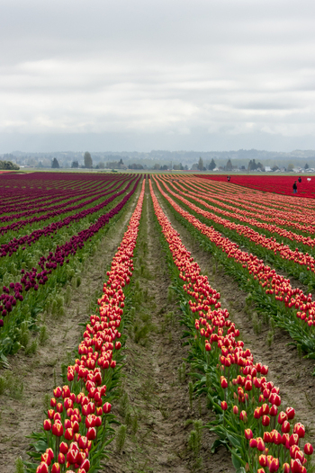 View of rows of vibrant red and purple tulips stretching across a field under a cloudy sky in La Conner Washington United States.