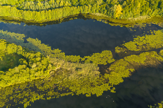 Aerial view of Kashubia lake surrounded by lush green forests and aquatic vegetation in Pomeranian Voivodeship Poland.