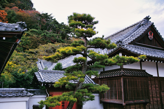 Nikko Japan 02 November 2025 View of Edo Wonderland Nikko Edomura featuring a traditional Japanese building with tiled roofs and a pine tree set against autumn foliage. Nikko Japan 02 November 2025 View of Edo Wonderland Nikko Edomura featuring a traditional Japanese building with tiled roofs and a pine tree set against autumn foliage.