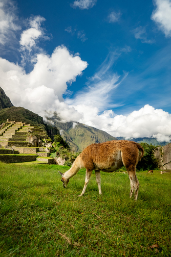 View of a llama grazing in a grassy field with the ancient stone terraces of the Historic Sanctuary of Machu Picchu in the background in Urubamba Province Cusco Peru.